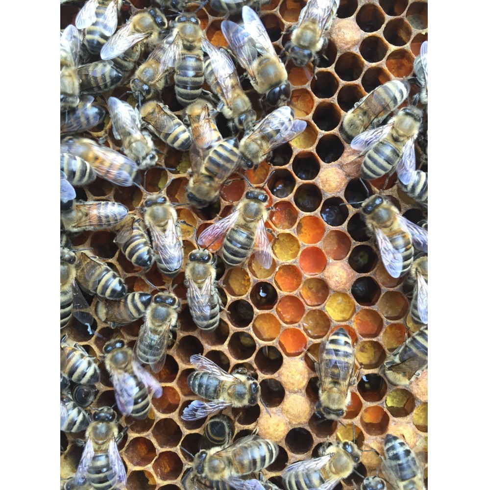 Essaim d'abeilles Carnica, sur 5 cadres type Dadant, Fin Mai
