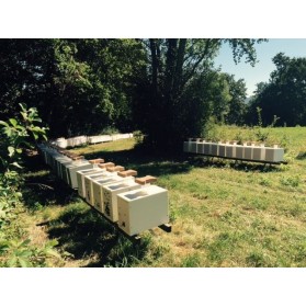 Essaim d'abeilles Carnica, sur 5 cadres type Dadant,