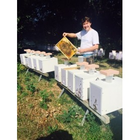 Essaim d'abeilles Carnica, sur 5 cadres type Dadant,