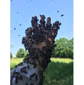 Essaim d'abeilles Carnica, sur 5 cadres type Dadant, Hiverné