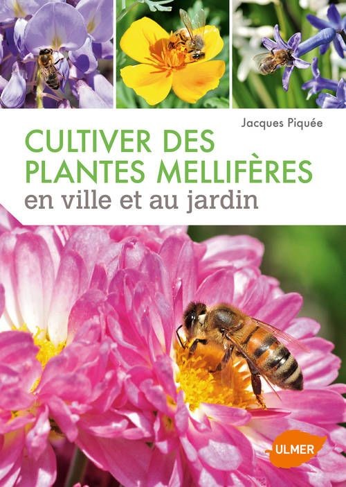 Cultiver des plantes melliferes- j piquee