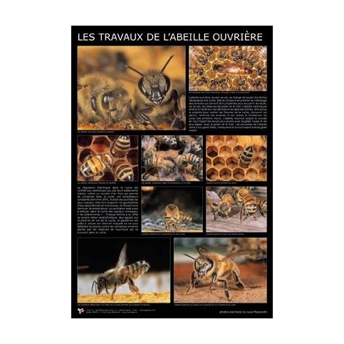 Affiche abeille ouvriere