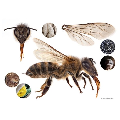 Poster mega abeille 84.1 x 59.4 cm