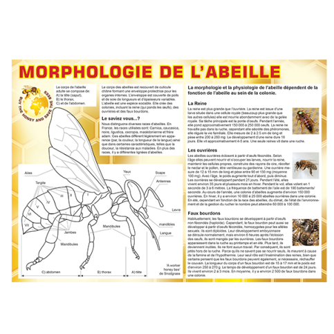 Tableau morphologie abeille
