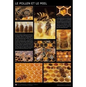 Affiche pollen et miel