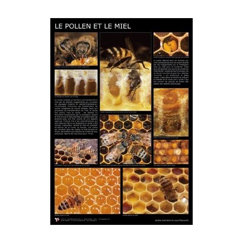 Affiche pollen et miel