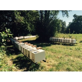 Essaim d'abeilles Carnica, sur 5 cadres type Dadant, Hiverné