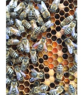 Essaim d'abeilles Carnica, sur 5 cadres type Dadant, Hiverné