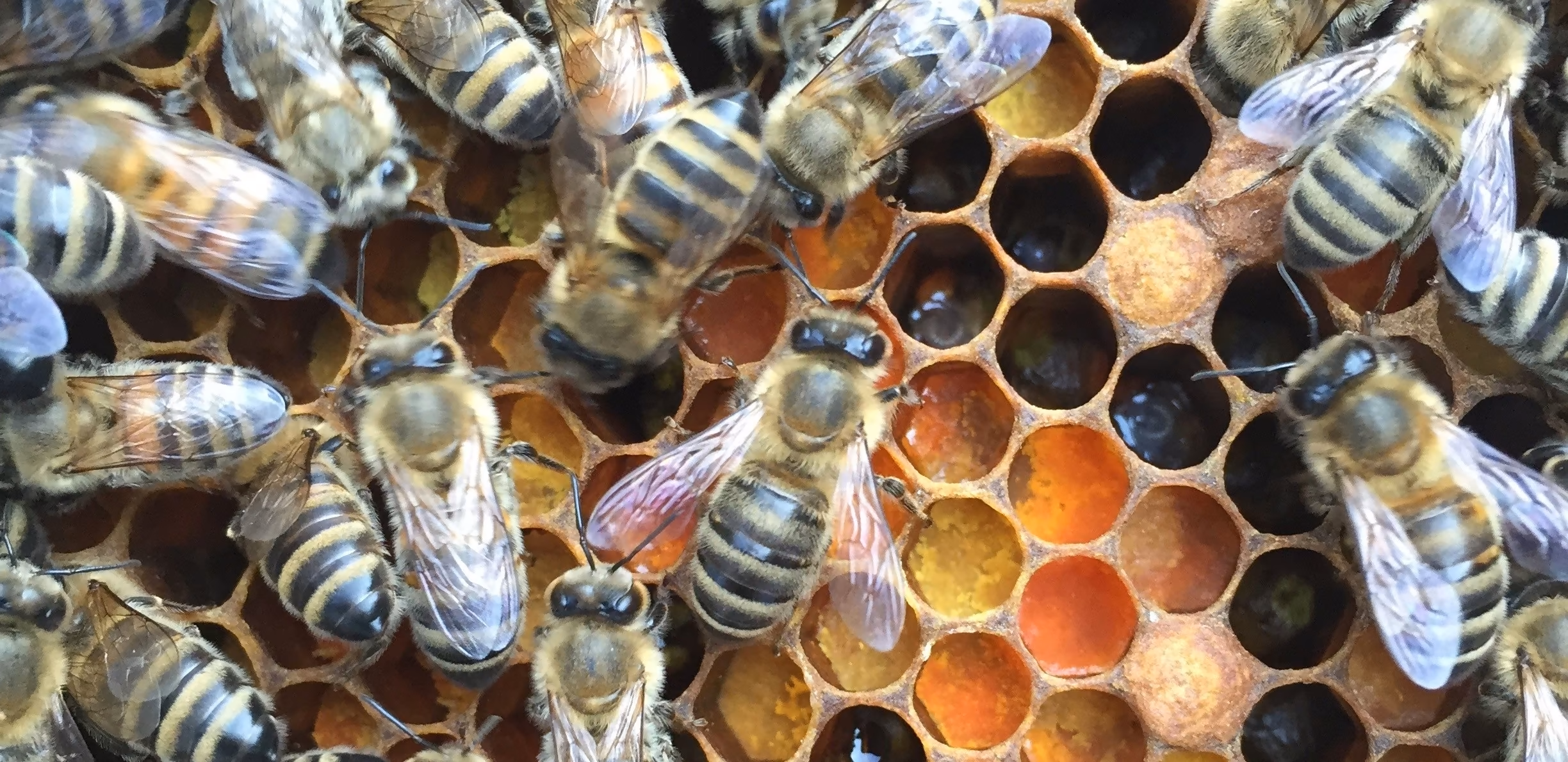 Abeilles Carnica sur un cadre de couvain, à Chasselay