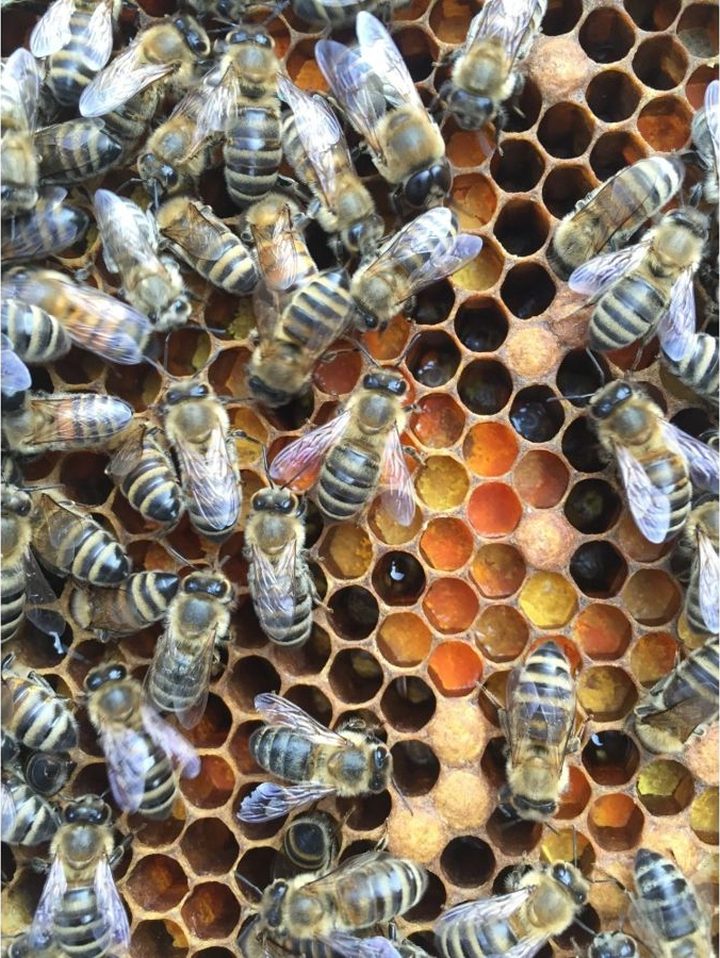 Abeilles Carnica sur un cadre