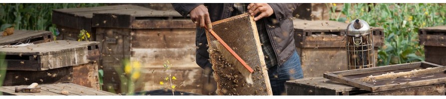 Essaims et reines d'abeilles - Apisaveurs, tout pour l'apiculture
