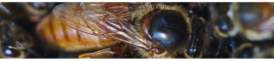 Reines d'abeilles - Apisaveurs, la plateforme de l'apiculture