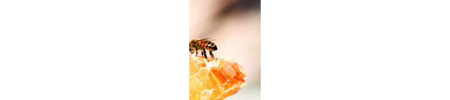 Miellerie, traitement des opercules - Apisaveurs la plateforme de l'apiculture