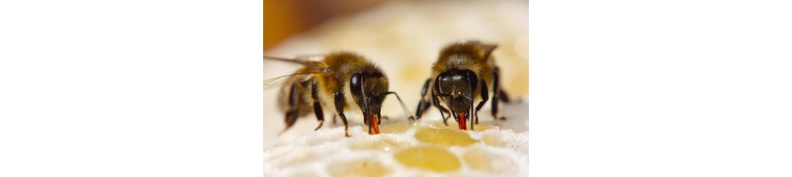 Miellerie, pompes à miel - Apisaveurs la plateforme de l'apiculture